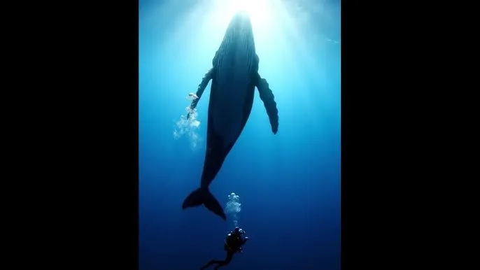 拆弹专家在线观看 - 深蓝星球：探索海洋深处的未知世界